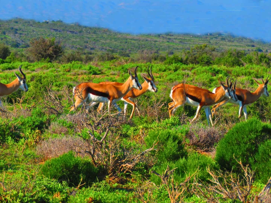 18 Bedroom Property for Sale in Oudtshoorn Rural Western Cape